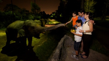 一家人與夜間動物園內(nèi)的小象互動 